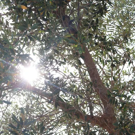 Camí Romà *